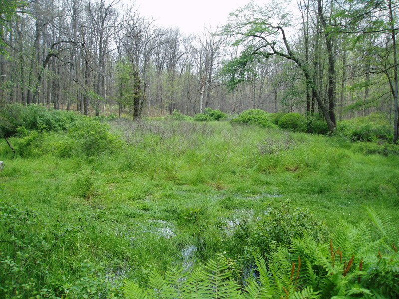 Mixed shrub and marsh vegetation pool. Credit: Kathy Gipe